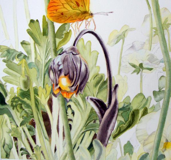 pansy and poppy leaves